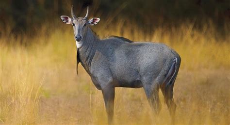 nilgai in english name