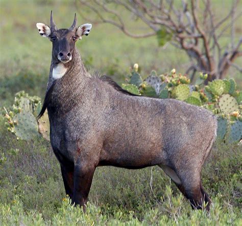 nilgai is state animal of