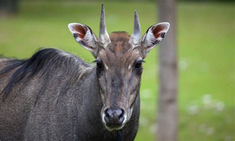 nilgai meaning in english