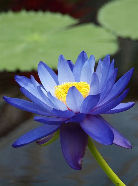 Nilotpala Lotus Flower