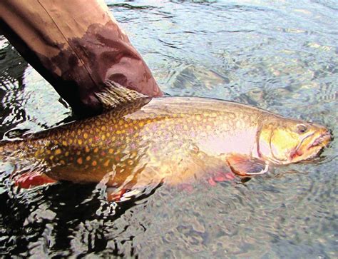 Nipigon River Brook Trout