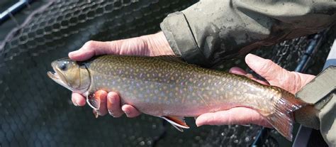 Nipigon River Fly Fishing