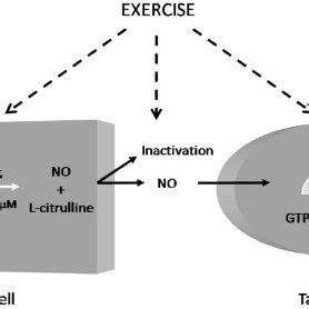 Nitric Oxide Analysis By Gc
