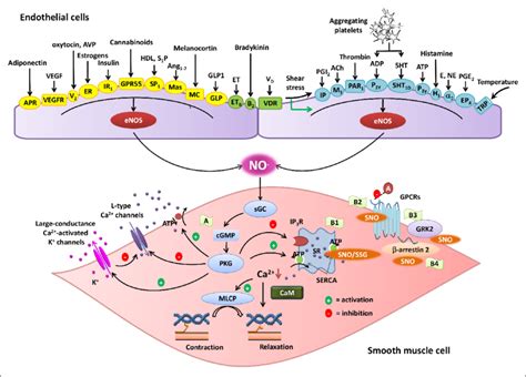 Nitric Oxide Muscle