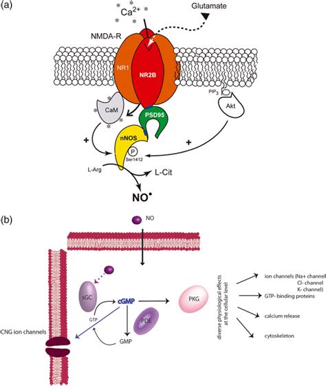 Nitric Oxide Signalling System