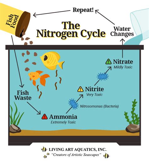 nitrogen cycle freshwater aquarium