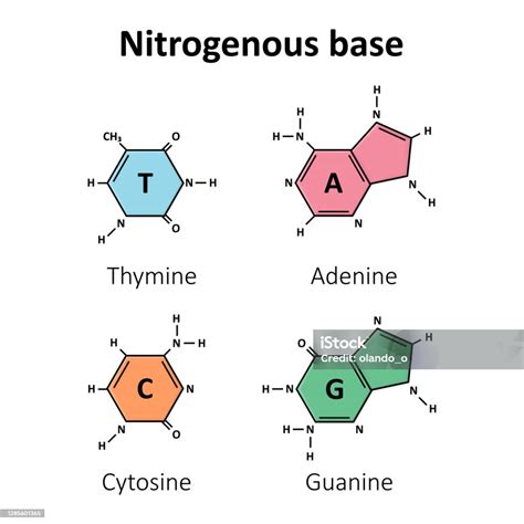 nitrogenous base drawing