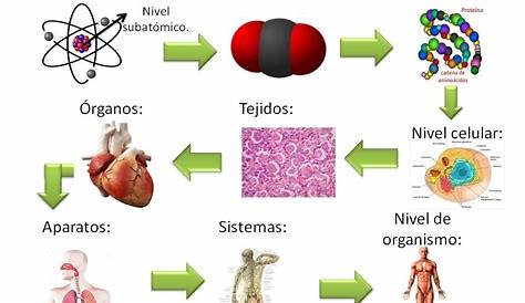 Niveles de organización en el cuerpo humano (célula, tejido, órgano