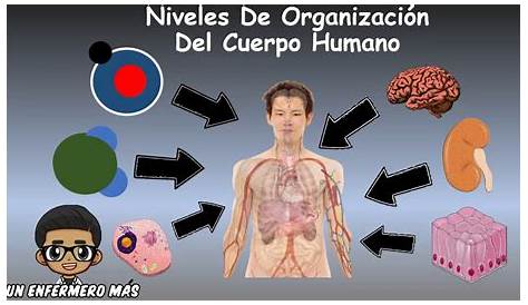 Niveles de organización del cuerpo humano (1).pptx | Cuerpo humano