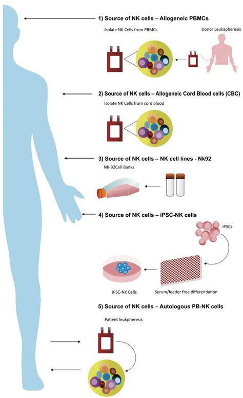 nk cell culture protocol