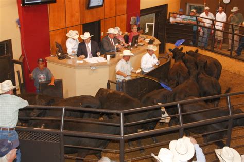 nm livestock auction market report