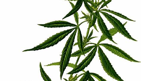 Download Pot Leaf Logo - Marijuana Leaf - Full Size PNG Image - PNGkit