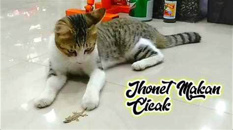Kucing makan cicak YouTube