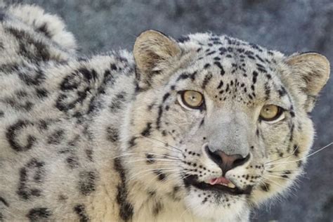 no of snow leopard in india