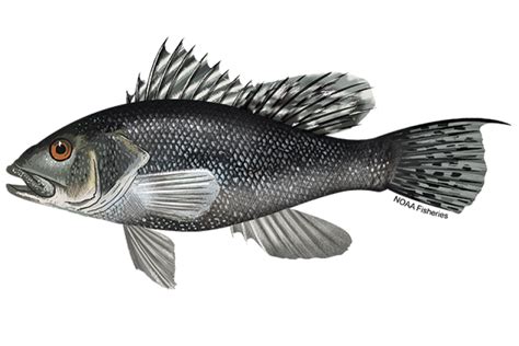 noaa black sea bass season