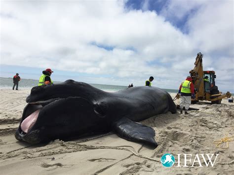 noaa statement on whale deaths