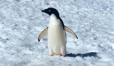Quelle est la différence entre pingouin et manchot ? | Magazine PONANT