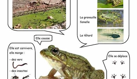 reproduction grenouille - YouTube