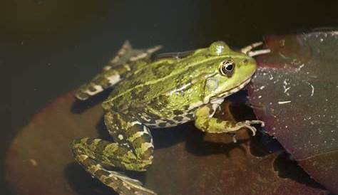 La grenouille verte - Quel est cet animal