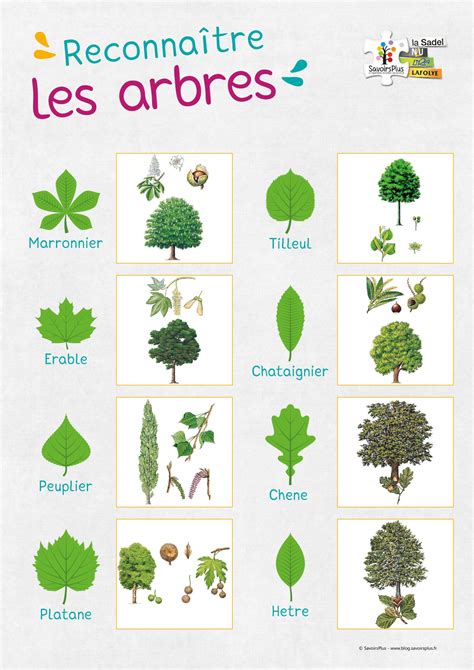 Nom D'arbre Commencant Par M