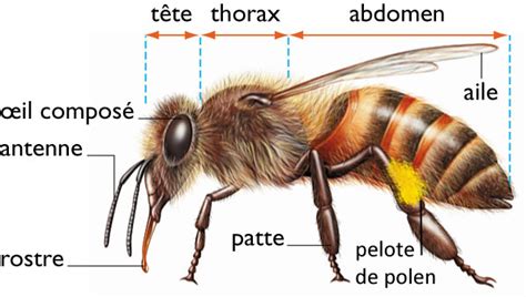 nom scientifique de l'abeille