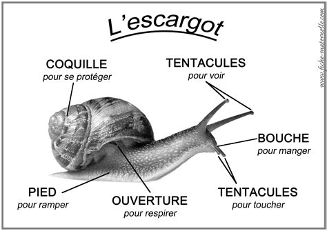 nom scientifique de l'escargot