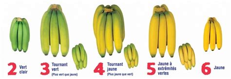 nom scientifique de la banane