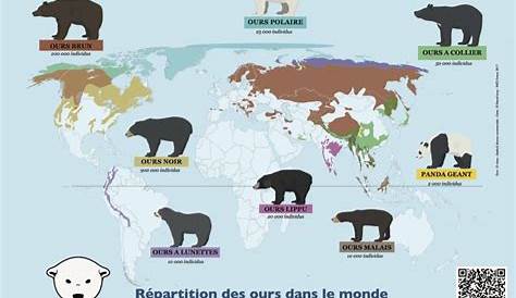 Quel est le plus grand ours de la planète ? L'ours Kodiak d'Alaska ou l