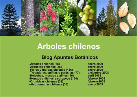 nombre de arboles chilenos