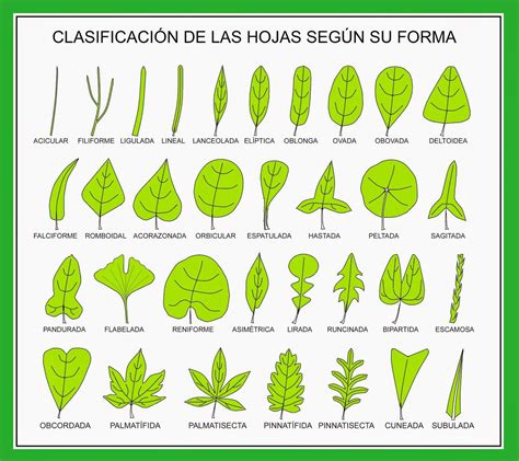 Conjunto de hojas verdes de árboles y arbustos con nombres