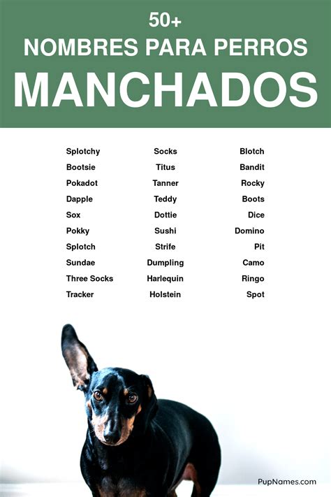 Nombres de perros con B Nombresdeperros.eu