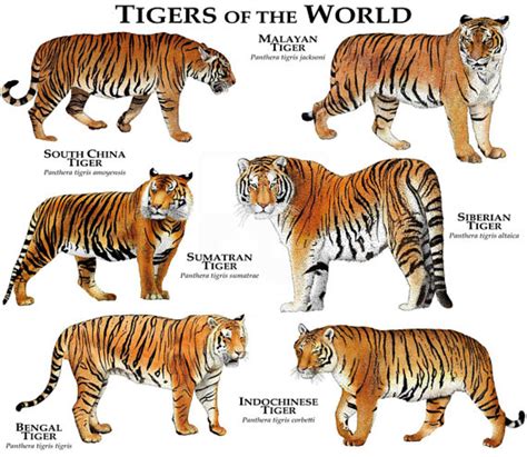 nombres de tigres famosos