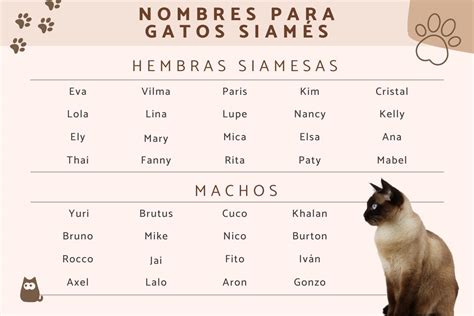 nombres para gatos siameses hembras