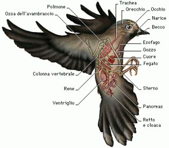nomi e descrizioni degli ali