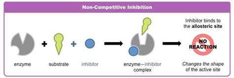 non competitive inhibition example class 11