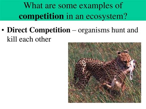 non examples of competition in an ecosystem