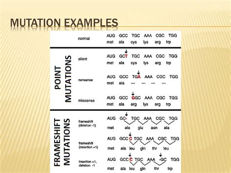Non Frameshift Mutation Examples