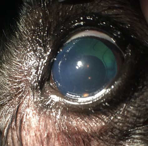 non surgical treatment for dog cataracts