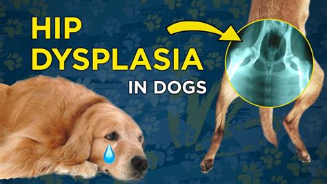 non surgical treatment hip dysplasia dogs