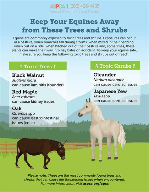 non toxic trees to horses near my barn