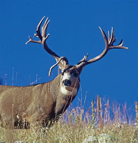 non typical mule deer