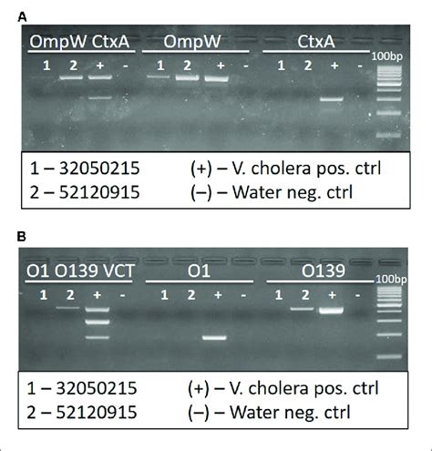 non-o1/non-o139 vibrio cholerae