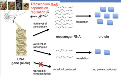Noncoding Dna Quizlet