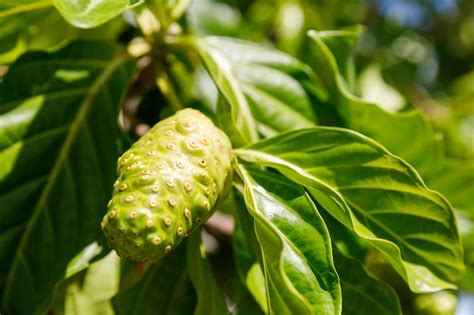 Noni Planta Medicinal