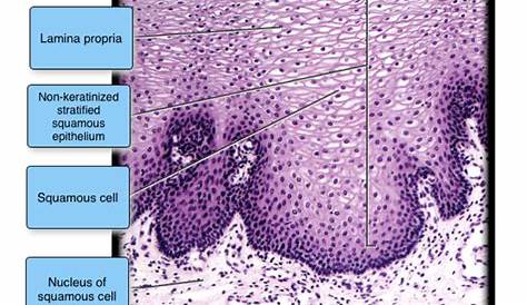 Nonkeratinized Stratified Squamous Epithelium Germinal Layer Is Found In A Pharynx Class