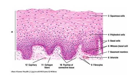 Nonkeratinized Stratified Squamous Epithelium Labeled What Is Epithelial Tissue Different Types Of Structure