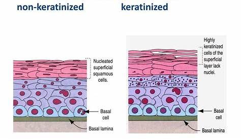 Nonkeratinized Stratified Squamous Epithelium Vs Keratinized PPT Tissue Fabric Of Life PowerPoint Presentation ID