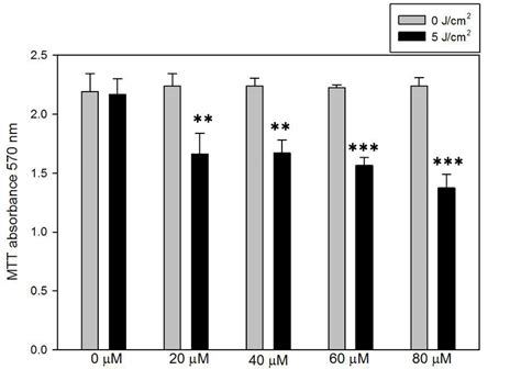 Nonradioactive Proliferation Assay