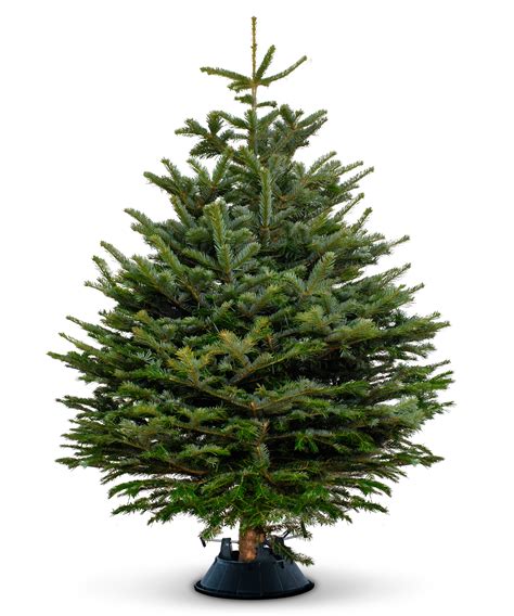 nordmann fir christmas tree prices