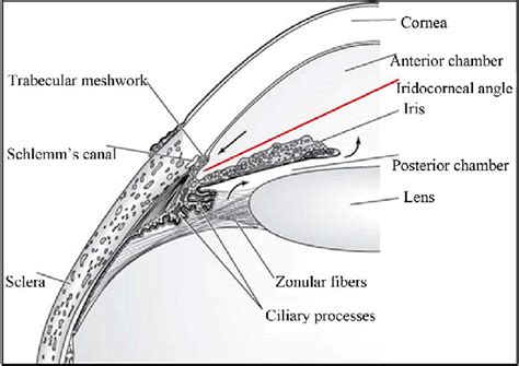 normal angle between iris and cornea